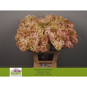 SYR HY MAIDENS BLUSH