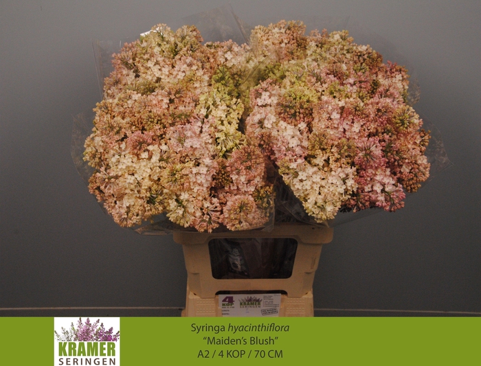 <h4>SYR HY MAIDENS BLUSH</h4>