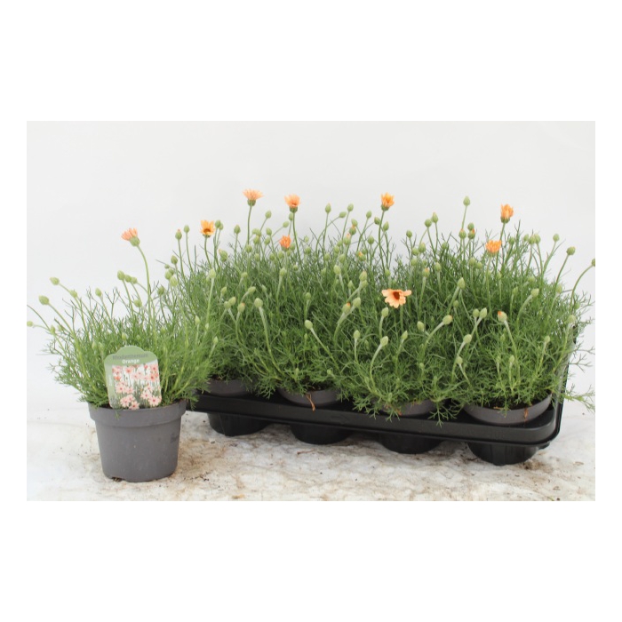 <h4>Rhodanthemum hosmariense Zagora Orange 13Ø 30cm</h4>