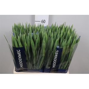 Iris Prof Blaauw
