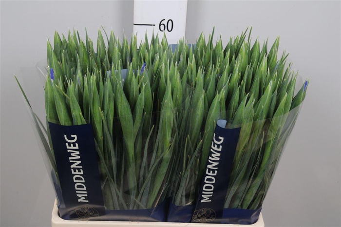 <h4>Iris Prof Blaauw</h4>