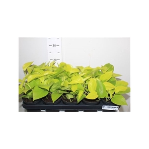 Epipr Golden Pothos