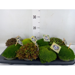 Vaste pltn   ...       [Perennials]