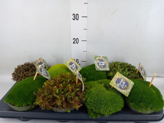 <h4>Vaste pltn   ...       [Perennials]</h4>