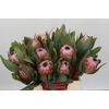Protea Susara