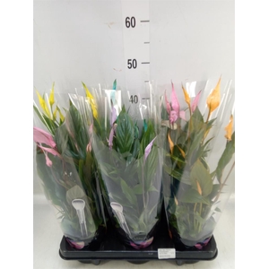 Spathiphyllum  'Bellini'