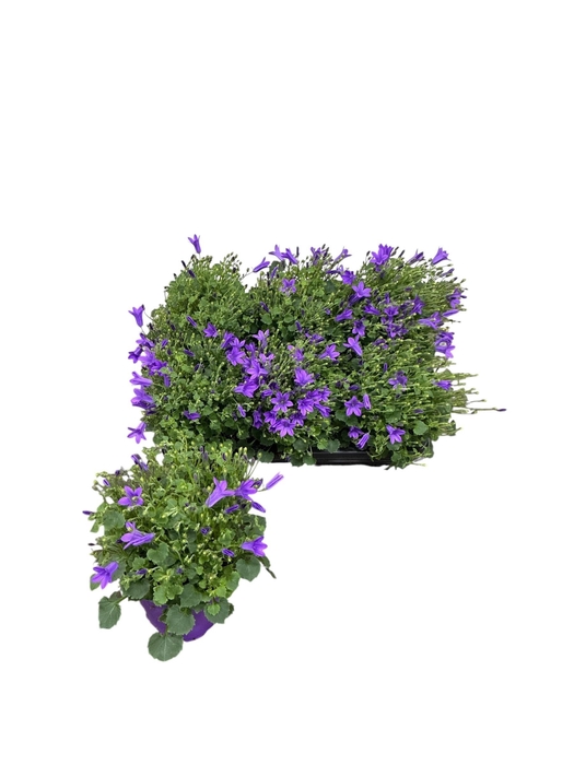 <h4>CAMP POR CAMPA NINA</h4>