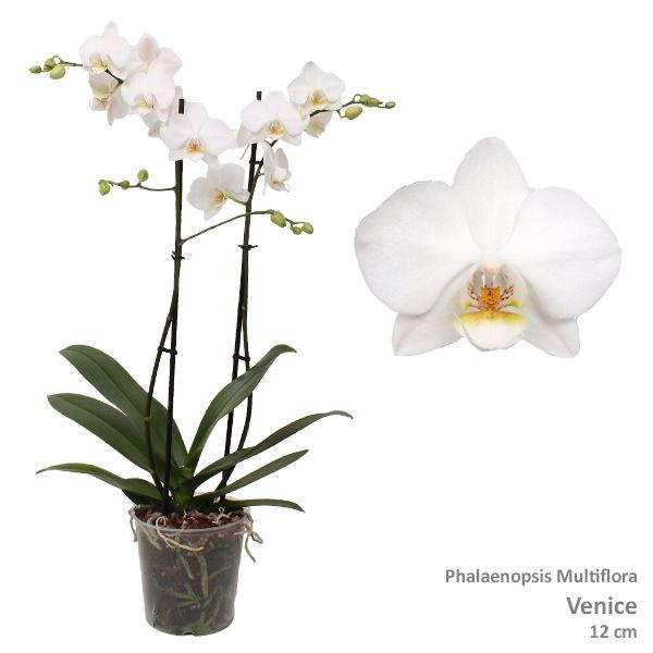 <h4>Phal. Multiflora "Venice" 2-tak</h4>