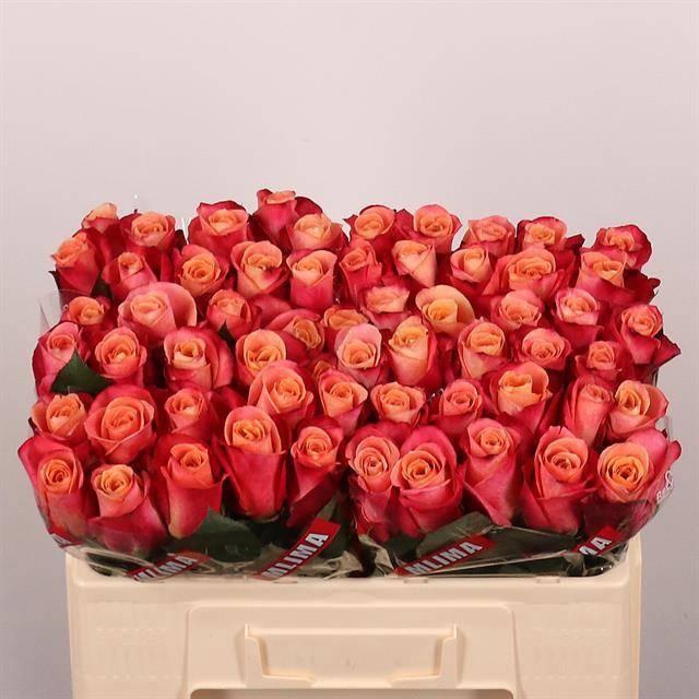 <h4>R GR HELENE</h4>