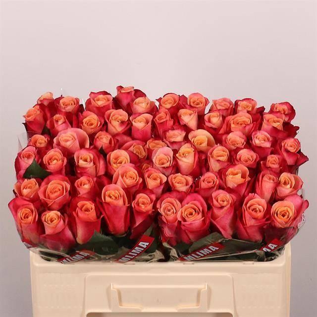 <h4>R GR HELENE</h4>