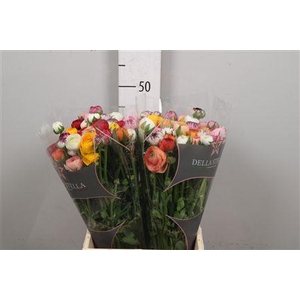 Ran El Mixed In Bunch