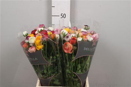 <h4>Ran El Mixed In Bunch</h4>