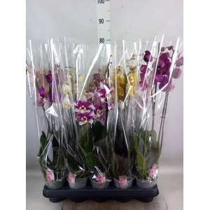 Phalaenopsis   ...mix  5