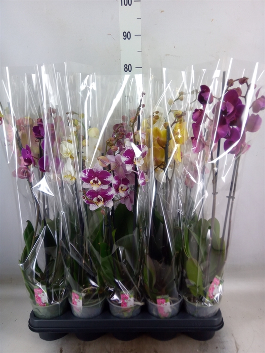 <h4>Phalaenopsis   ...mix  5</h4>