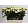 Paeonia Bowl Of Cream