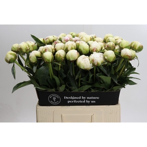 Paeonia Bowl Of Cream