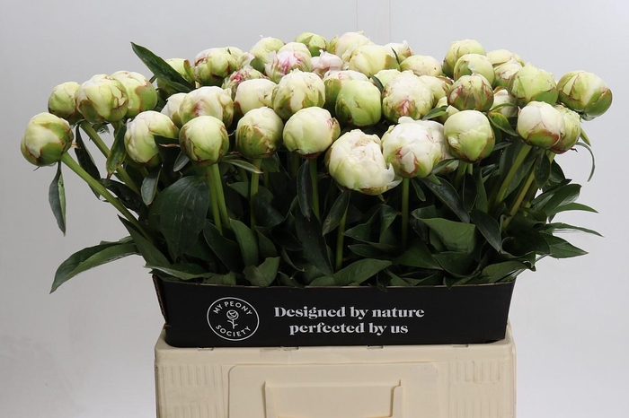 <h4>Paeonia Bowl Of Cream</h4>