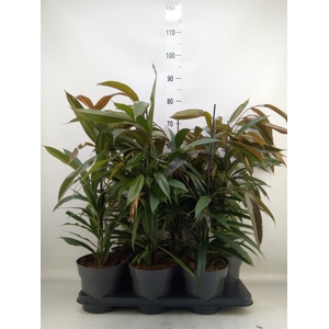 Ficus binn. 'Amstel King'