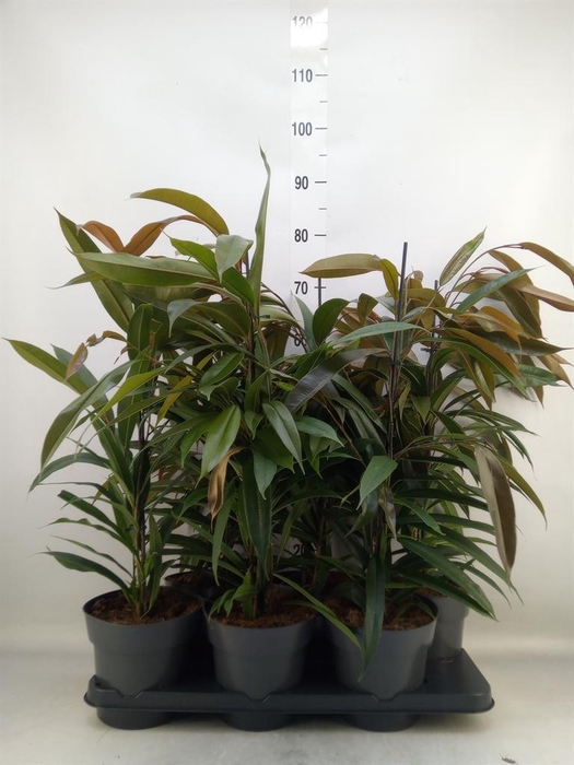 <h4>Ficus binn. 'Amstel King'</h4>