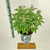 Buddleja Butterfly Candy Lila Sweet
