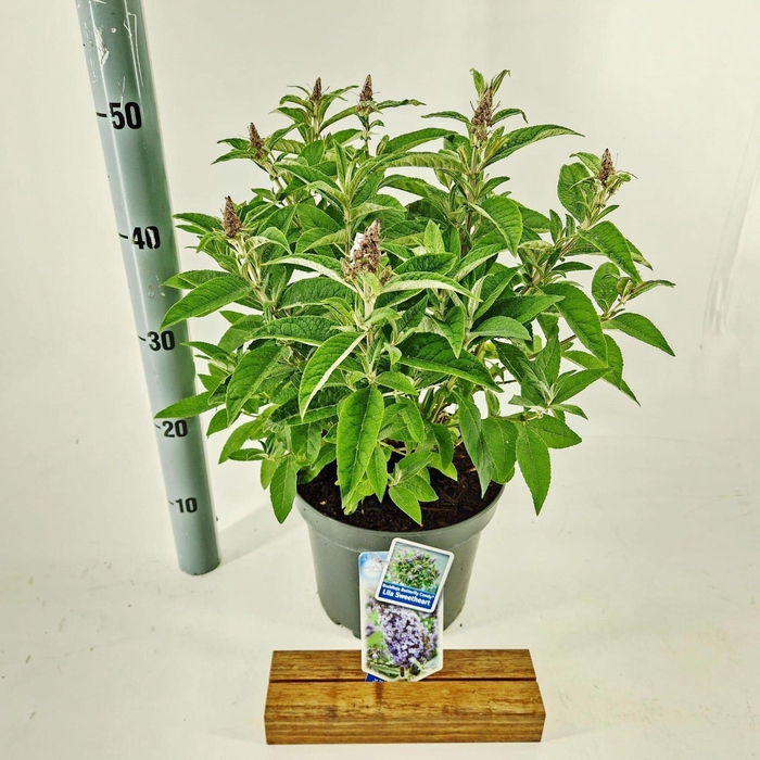 Buddleja Butterfly Candy Lila Sweet