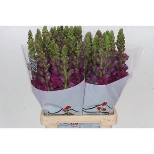 Antirrhinum Potomac Violet