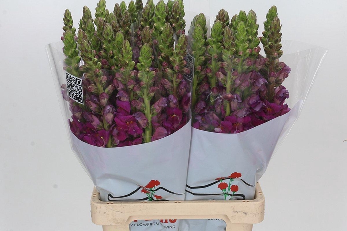 <h4>Antirrhinum Potomac Violet</h4>