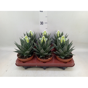 Aloe aristata 'Tiki Tahi'