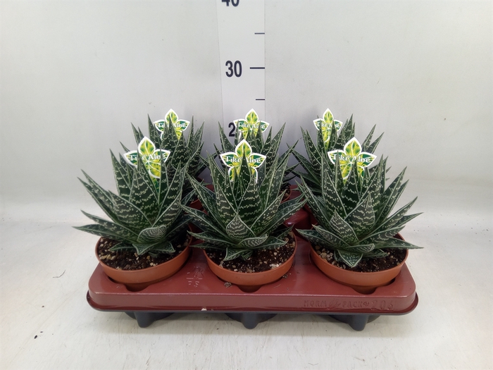 <h4>Aloe aristata 'Tiki Tahi'</h4>