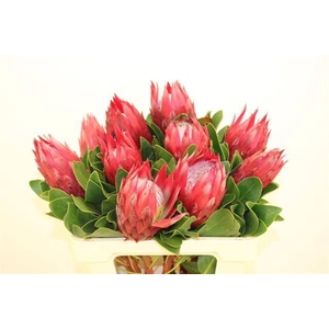 PROTEA CY MADIBA