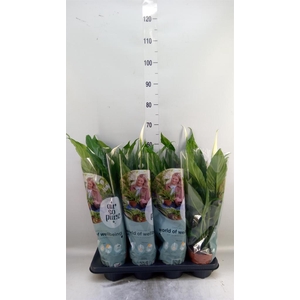 Spathiphyllum  'Sweet Chico'