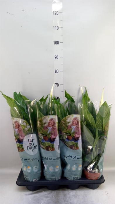 <h4>Spathiphyllum  'Sweet Chico'</h4>