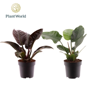 Philodendron Imperial Green & Red