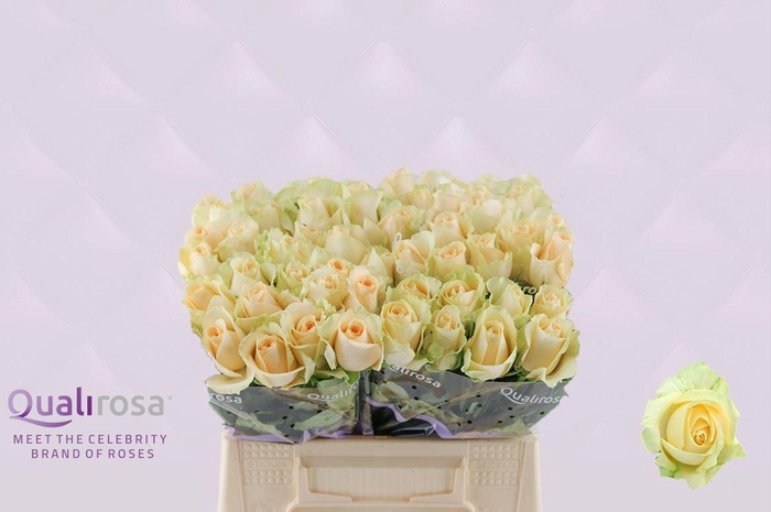 <h4>ROSA GR 'MAGIC AVALANCHE'</h4>