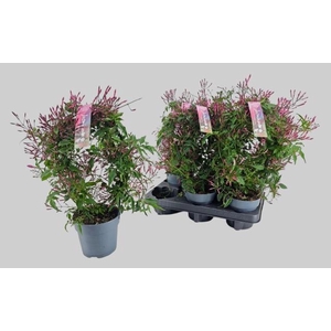 JASM POLYANTHUM RZ