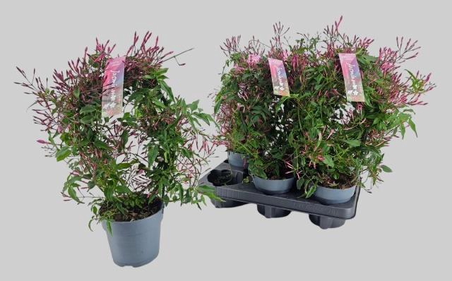 <h4>JASM POLYANTHUM RZ</h4>