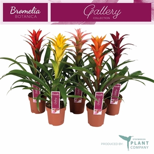 Guzmania variés
