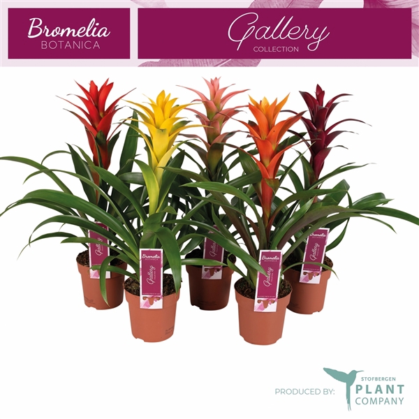 <h4>Guzmania variés</h4>