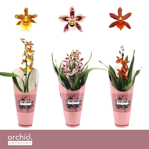 <h4>Cambria, Mix 1-spike 'Orchid Collection' Potcover</h4>