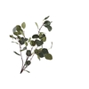 Eucalyptus Green
