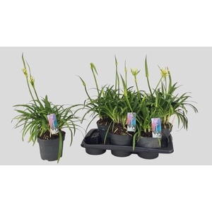 AGAPA PITCHOUN WHITE