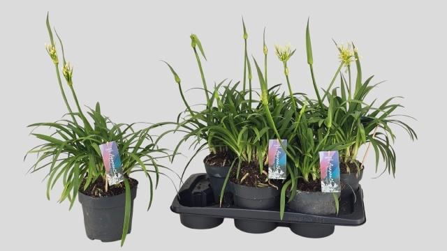 <h4>AGAPA PITCHOUN WHITE</h4>