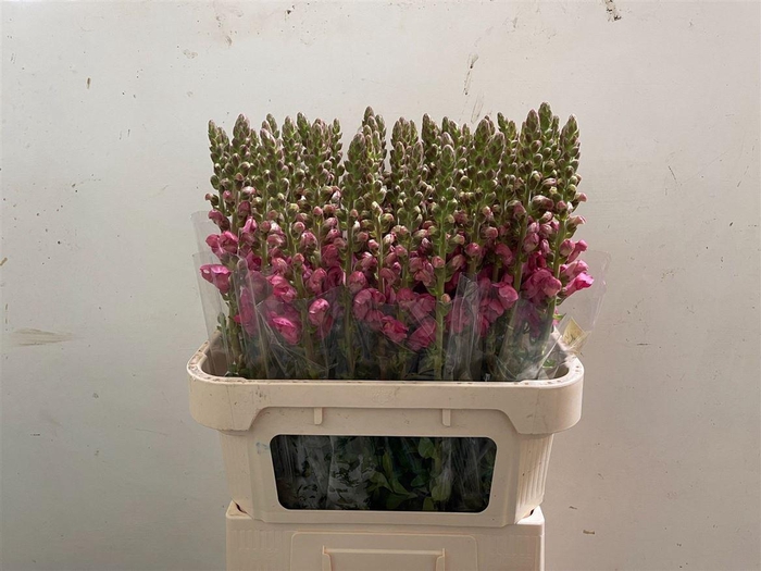 <h4>Antir Potomac Pink</h4>