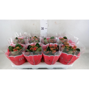 Kalanchoe blos. 'Secret'