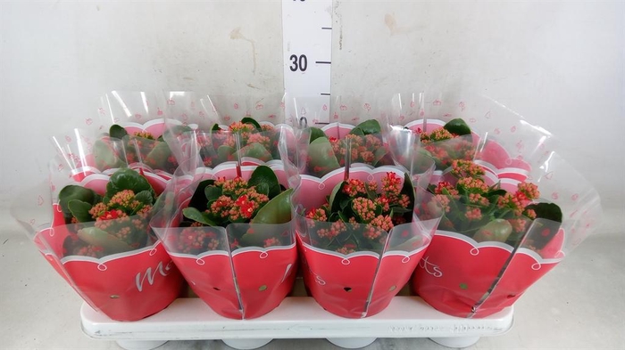 <h4>Kalanchoe blos. 'Secret'</h4>