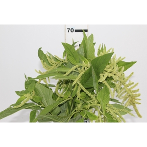 AMARANTHUS VERDE