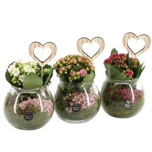 arr. Kamerplanten