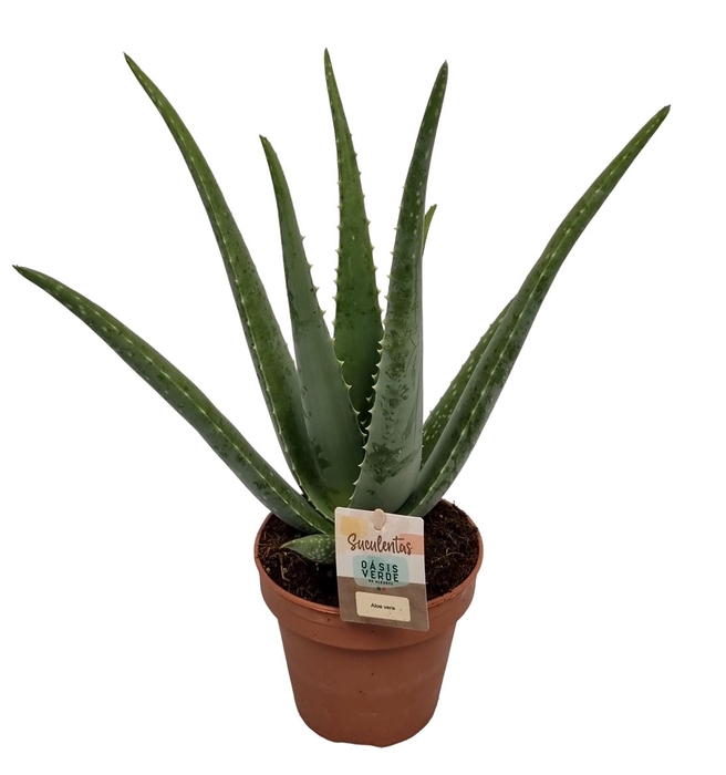 <h4>ALOE VERA</h4>