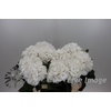 Hydrangea schneeball