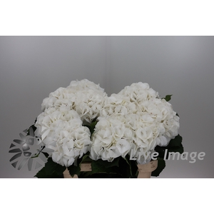 Hydrangea schneeball